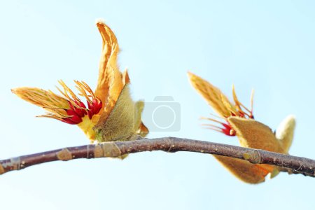 Téléchargez les photos : Macro photo écologique Magnolia, Chine du Nord - en image libre de droit
