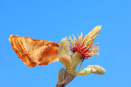Téléchargez les photos : Macro photo écologique Magnolia, Chine du Nord - en image libre de droit
