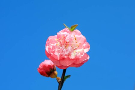 Téléchargez les photos : Macro photo de l'écologie des fleurs de Prunus mume, Chine du Nord - en image libre de droit