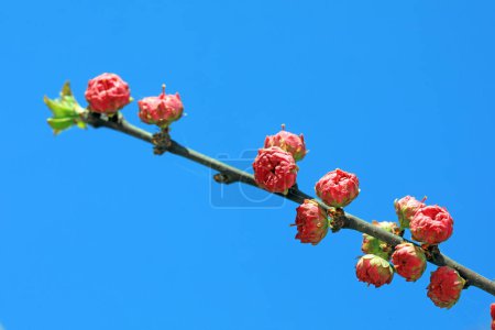 Photo for Macro photo of the flower ecology of Prunus mume, North China - Royalty Free Image