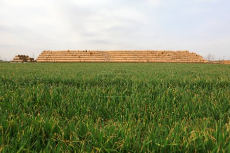 Photo for Piles of straw rolled in the wheat field, North China - Royalty Free Image