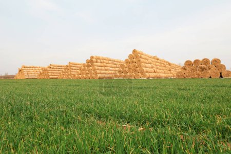 Foto de Pilas de paja enrolladas en el campo de trigo, norte de China - Imagen libre de derechos
