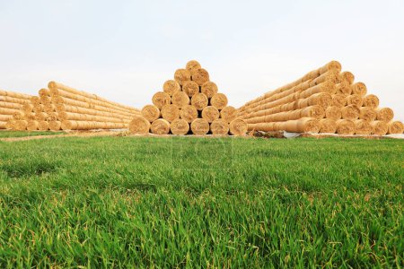 Photo for Piles of straw rolled in the wheat field, North China - Royalty Free Image