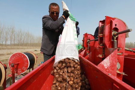 Téléchargez les photos : COMTÉ DE LUANNAN, Province du Hebei, Chine - 7 avril 2020 : Les agriculteurs ajoutent des graines de taro au planteur dans le champ. - en image libre de droit