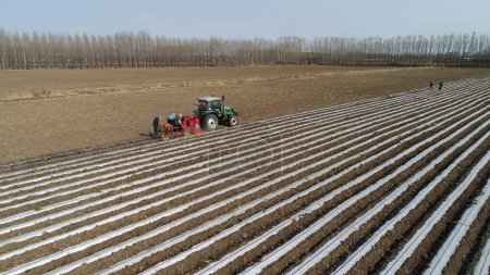 Téléchargez les photos : Les agriculteurs poussent les planteurs à planter des taros dans les champs, Chine du Nord - en image libre de droit