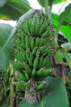 Photo for Immature bananas grow on trees - Royalty Free Image