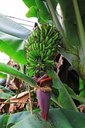 Foto de Plátano inmaduro frutas y flores exóticas en la planta - Imagen libre de derechos