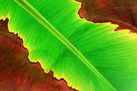 Foto de Hermosas hojas de plátano se pueden utilizar como fondo - Imagen libre de derechos