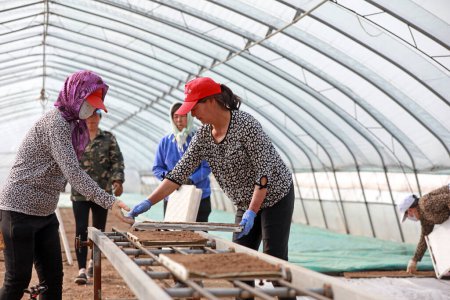 Téléchargez les photos : COMTÉ DE LUANNAN, province du Hebei, Chine - 8 avril 2020 : Les agriculteurs pratiquent la culture mécanisée du riz dans une base de culture de semis. - en image libre de droit