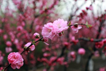 Photo for Blooming flowering plum  in the park - Royalty Free Image
