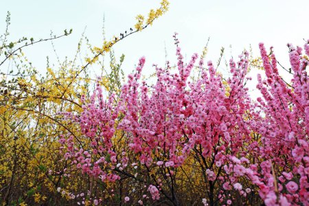Téléchargez les photos : Prune fleurie dans le parc - en image libre de droit