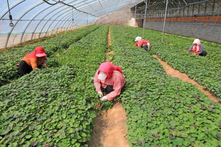 Foto de CONDADO DE LUANNAN, provincia de Hebei, China - 10 de abril de 2020: Las agricultoras están recolectando plántulas de camote en el invernadero. - Imagen libre de derechos