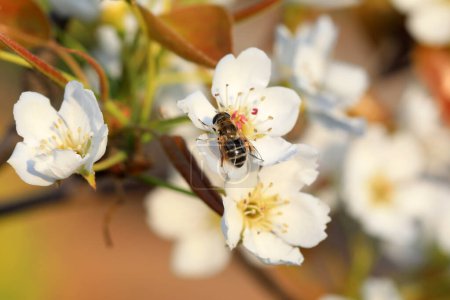 Téléchargez les photos : Puceron mangeant des mouches sur des fleurs de poire, macro photo écologique, Chine du Nord - en image libre de droit