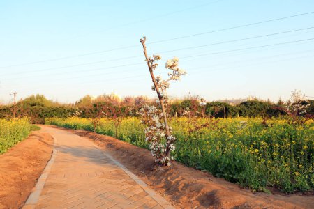 Téléchargez les photos : Fleurs de colza en fleurs dans le parc, Chine du Nord - en image libre de droit