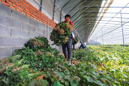 Foto de CONDADO DE LUANNAN, provincia de Hebei, China - 14 de abril de 2020: Las agricultoras están recolectando plántulas de camote en el invernadero. - Imagen libre de derechos