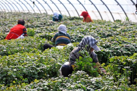Téléchargez les photos : COMTÉ DE LUANNAN, province du Hebei, Chine - 14 avril 2020 : Les agricultrices recueillent des semis de patates douces dans la serre. - en image libre de droit