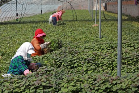 Foto de CONDADO DE LUANNAN, provincia de Hebei, China - 14 de abril de 2020: Las agricultoras están recolectando plántulas de camote en el invernadero. - Imagen libre de derechos