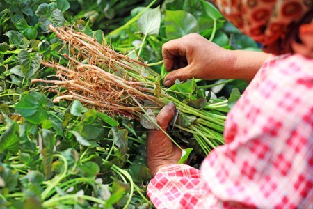 Téléchargez les photos : Les agricultrices recueillent des semis de patates douces en serre. - en image libre de droit