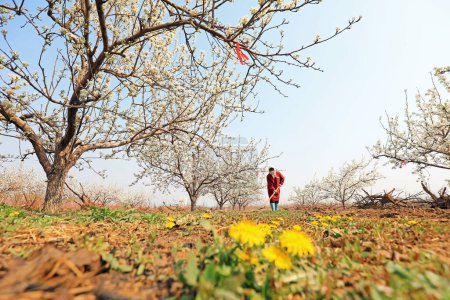 Téléchargez les photos : COMTÉ DE LUANNAN, Province du Hebei, Chine - 15 avril 2020 : Le producteur a désherbé sous les poiriers dans le verger. - en image libre de droit