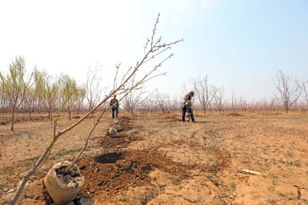 Téléchargez les photos : COMTÉ DE LUANNAN, province du Hebei, Chine - 15 avril 2020 : Des agriculteurs transplantent des semis de pêche à la ferme. - en image libre de droit