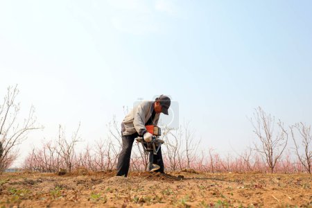 Téléchargez les photos : COMTÉ DE LUANNAN, province du Hebei, Chine - 15 avril 2020 : Des agriculteurs transplantent des semis de pêche à la ferme. - en image libre de droit