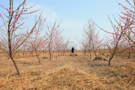 Foto de CONDADO DE LUANNAN, provincia de Hebei, China - 15 de abril de 2020: El cultivador desmalezó bajo los melocotoneros del huerto. - Imagen libre de derechos