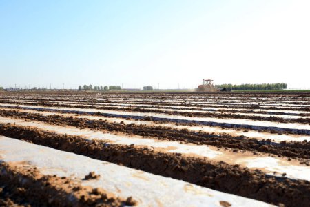 Foto de Agricultores impulsan a las sembradoras a cultivar cacahuetes plásticos acolchados en la granja. - Imagen libre de derechos