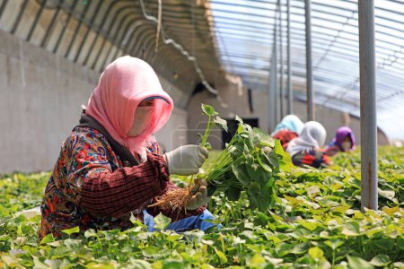 Téléchargez les photos : COMTÉ DE LUANNAN, province du Hebei, Chine - 23 avril 2020 : Les agricultrices recueillent des semis de patates douces dans la serre. - en image libre de droit