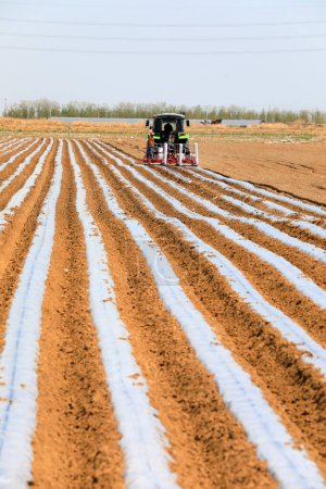 Foto de Agricultores impulsan plantadores para plantar batatas en los campos - Imagen libre de derechos