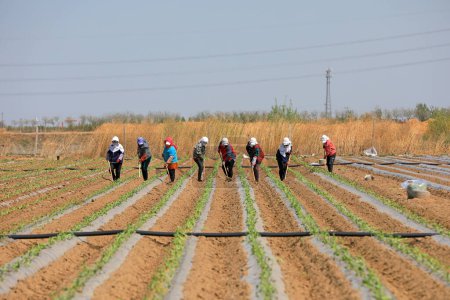 Foto de Agricultores cultivan plántulas de camote en la granja - Imagen libre de derechos