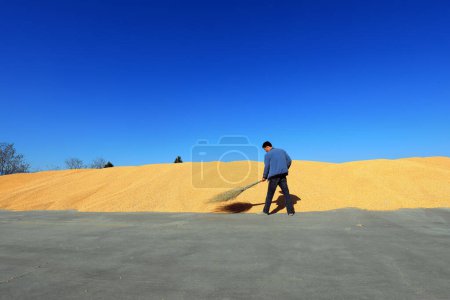 Foto de LUANNAN COUNTY, provincia de Hebei, China - 23 de abril de 2020: Un joven agricultor está limpiando el maíz en la granja. - Imagen libre de derechos