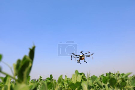 Un dron de granja rocía medicina en tierras de cultivo, norte de China