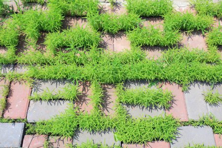 Téléchargez les photos : Mauvaises herbes poussant dans les fissures des carreaux de sol - en image libre de droit