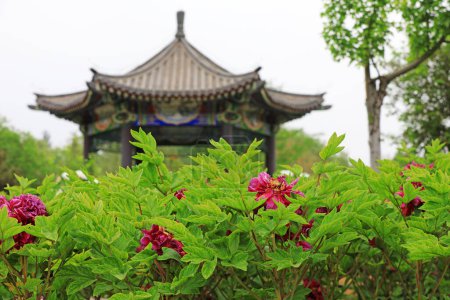 Téléchargez les photos : Pavillon paysager d'architecture traditionnelle chinoise, Chine du Nord - en image libre de droit