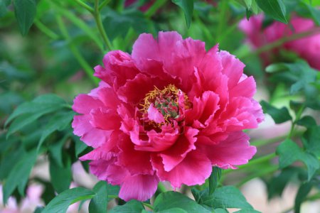 Photo for Beautiful Peony in the botanical garden, North China - Royalty Free Image
