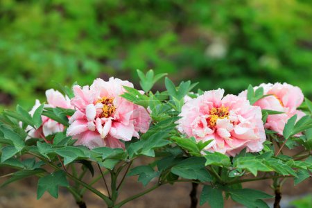 Photo for Beautiful Peony in the botanical garden, North China - Royalty Free Image