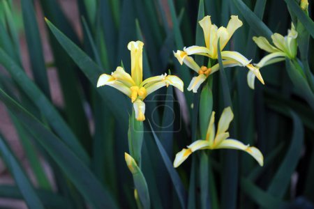 Téléchargez les photos : Fleurs d'iris dans le jardin botanique, Chine du Nord - en image libre de droit