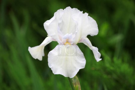 Photo for Iris flowers in botanical garden, North China - Royalty Free Image