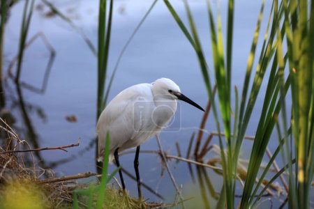 Photo for A young egret lives near a pond in the North China Plain - Royalty Free Image