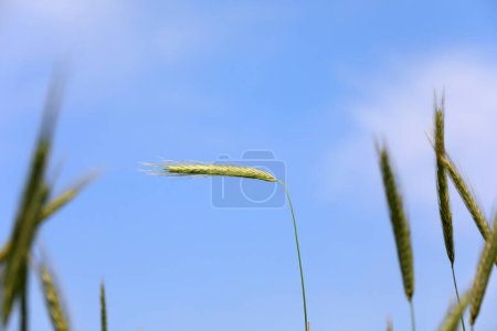 Photo for High quality forage - oat forage, North China - Royalty Free Image