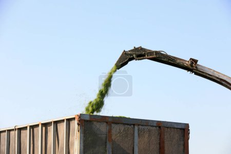 Photo for The harvester smashes the grass and sprays it out - Royalty Free Image
