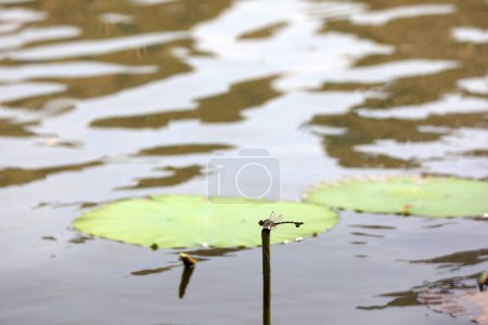 Téléchargez les photos : Libellules reposent sur les pôles Lotus, Chine du Nord - en image libre de droit