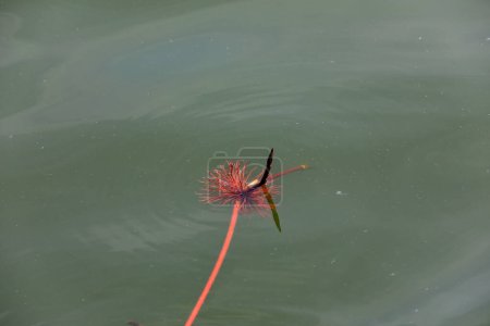 Photo for Lotus leaf shoots on the water - Royalty Free Image