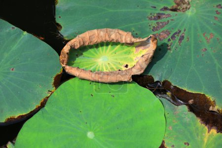 Foto de Las hojas de loto flotan en el estanque - Imagen libre de derechos