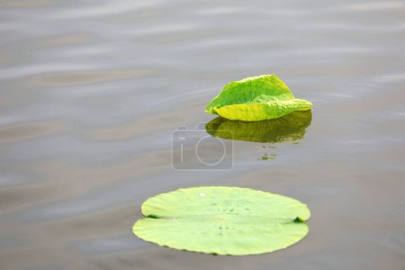 Téléchargez les photos : Les feuilles de lotus flottent dans l'étang - en image libre de droit