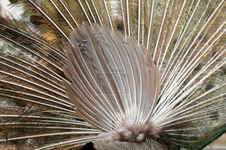 Foto de Plumas de cola de pavo real, la misma forma hermosa - Imagen libre de derechos
