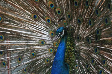 Photo for Peacocks display beautiful feathers in the farm, North China - Royalty Free Image