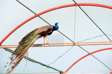 Photo for Peacocks display beautiful feathers in the farm, North China - Royalty Free Image