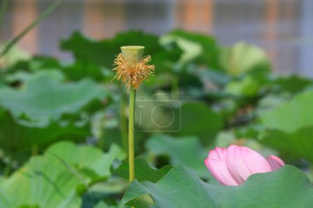 Photo for Lotus seeds and flowers are on the water - Royalty Free Image