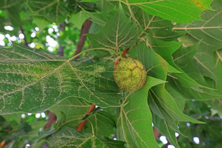 Foto de El fruto de Platanus acerifolia está en la rama - Imagen libre de derechos
